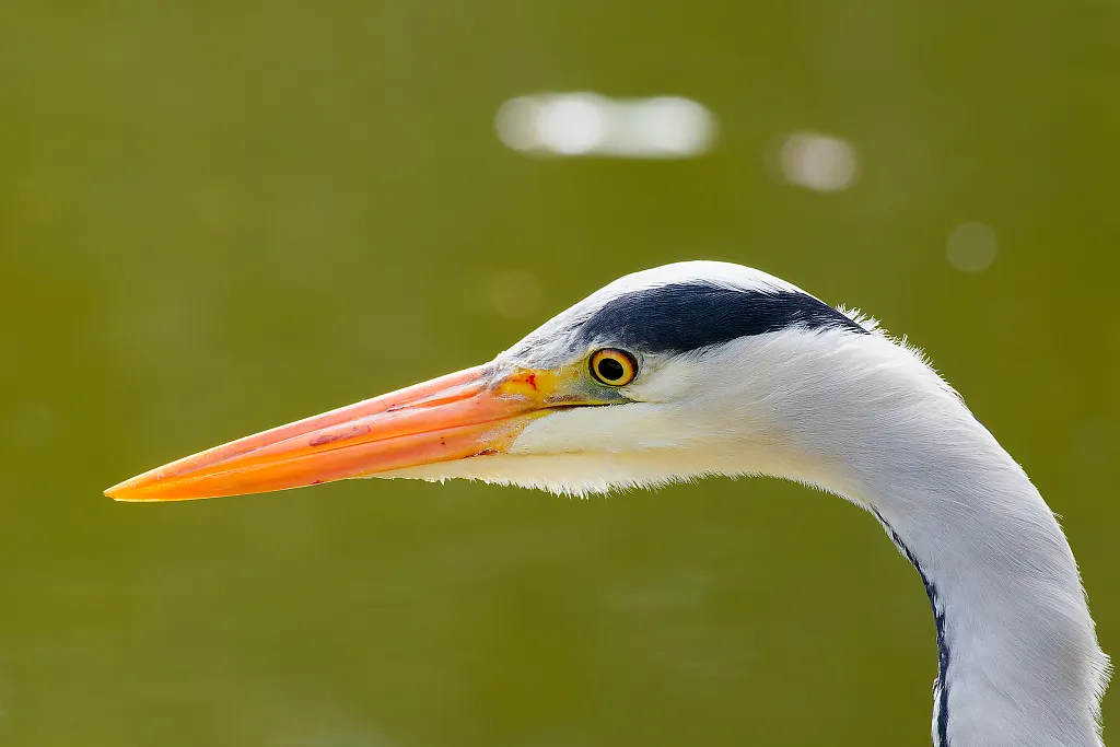 grey heron head